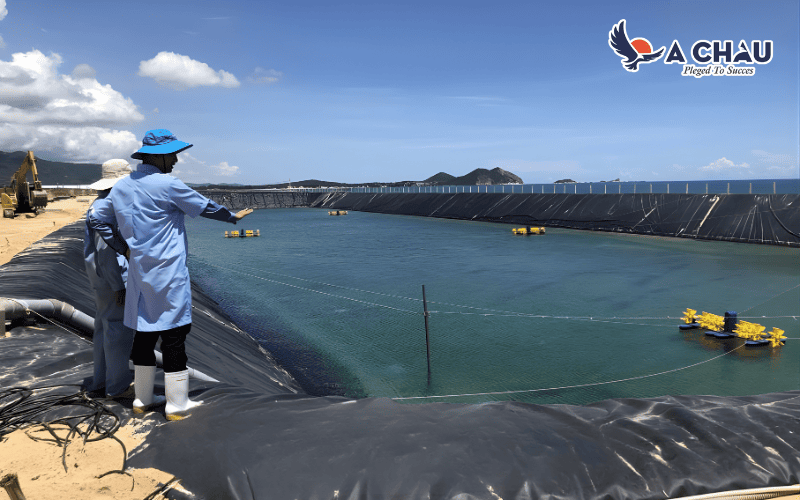 Ứng dụng của bơm hút chân không kết hợp cùng máy thổi khí trong biofloc