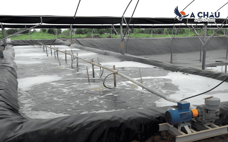 Ứng dụng của bơm hút chân không kết hợp cùng máy thổi khí trong nuôi cá mật độ cao