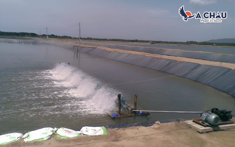  máy thổi khí trong nuôi thủy sản