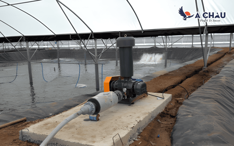 Lựa chọn máy thổi khí trong nuôi trồng thủy sản