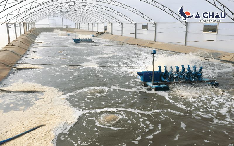 Máy thổi khí Longtech trong hệ thống nhiều ao nuôi thủy sản